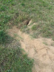 Drought in Shropshire The soil is as dry as a bone on some farms